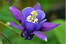 nomi di fiori esotici nomi di fiori viola significato fiori nomi di fiori nomi di fiori esotici nomi di fiori viola significato fiori nomi di fiori