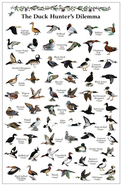 Duck Identification Chart With Pictures – NECJN