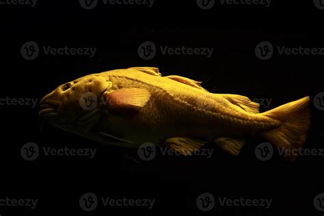 Cod Fish Swimming 的图像结果