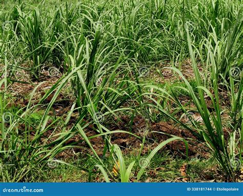 Young Plantation of Sugarcanes in the Agricultural Field, in Guadeloupe, French Antilles ...