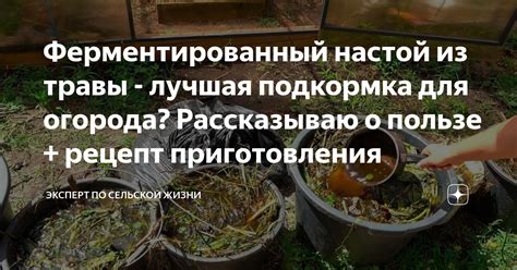 Ферментированный настой из травы - лучшая подкормка для огорода ...