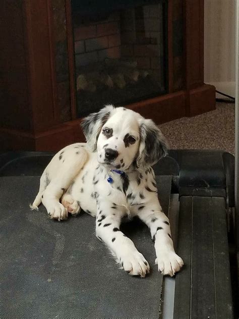 Dalmatian Poodle Mix Breed