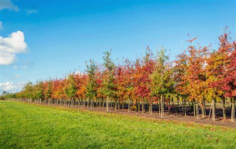 Zelkova serrata - Kiwi Sunset PBR – Cedar Nursery + Design