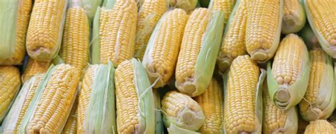 玉米的营养成分及功效_营养知识_食品常识_食品科技网
