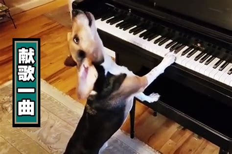 狗狗听音乐的反应是什么？主人们了解过吗？看完萌化我的心！|狗狗|音乐|古典音乐_新浪新闻