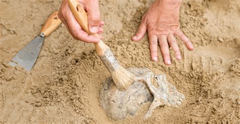 Image result for Evolution Human Body