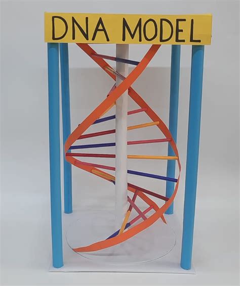 Image result for Create Model of DNA