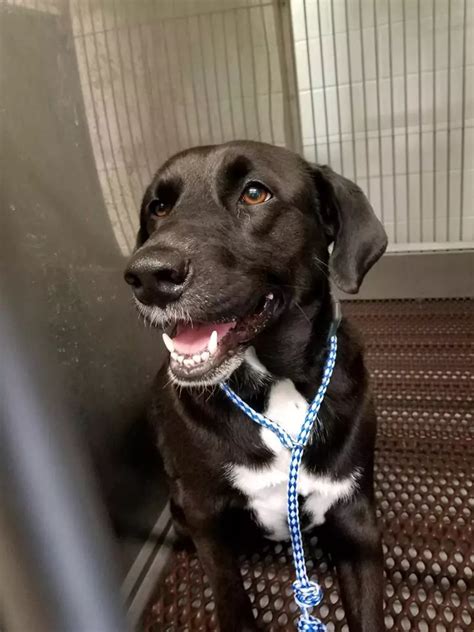 The Lorain County Dog Kennel is Full, So Bring These Pups Home Now ...