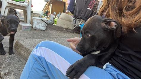 Rassehunde Pit Bull Kleinanzeigen | Rassehunde Pit Bull Annoncen ...