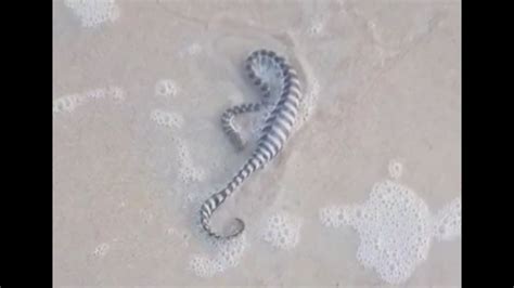 ‘New Fear Unlocked’ For Beach Lovers; Man Spots ‘Highly Venomous’ Sea ...