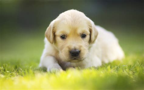 Image result for Dogs Slayer Task Safe Spot