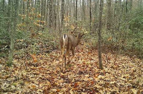 Prime Deer Feeding Times: Maximize Your Hunting Success