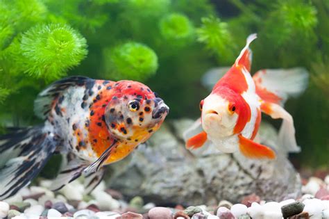 Male vs. Female Goldfish - A-Z Animals