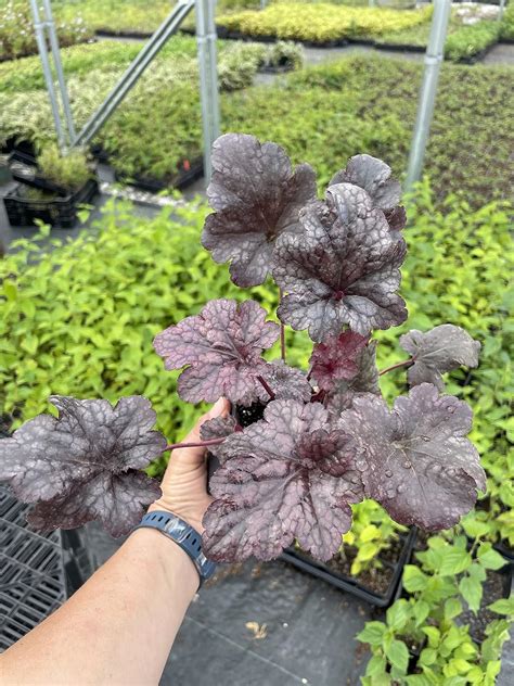 Buy Daylily Nursery Plum Pudding Heuchera/ Coral Bells in 4 Inch Pot ...