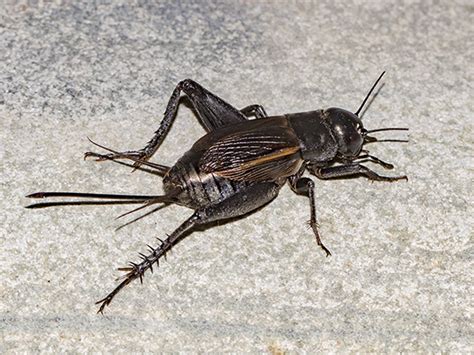 Mormon Crickets 的图像结果