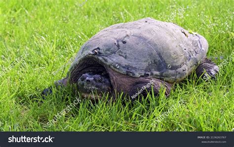 Image result for Snapping Turtle Running