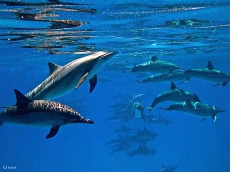 Swim with Dolphins Semi Private Speedboat Sea Tour - Hurghada - Klook India