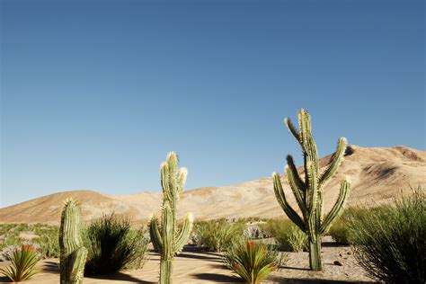 Desert Environment Unity 的图像结果