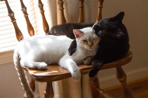 Image result for Power Automate Text Classification