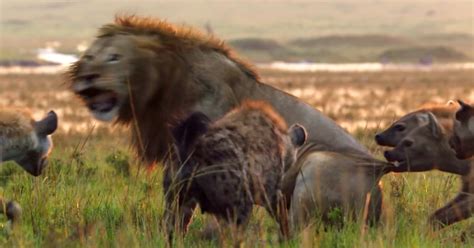 Hyena Killed by Lion 的图像结果