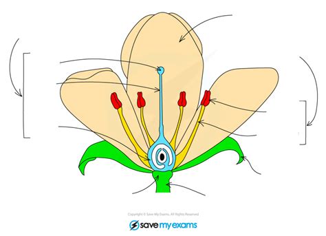 Flower Structure 的图像结果