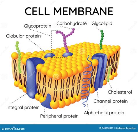 Image result for Channel Protein