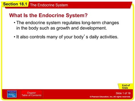 Image result for Endocrine System Lesson