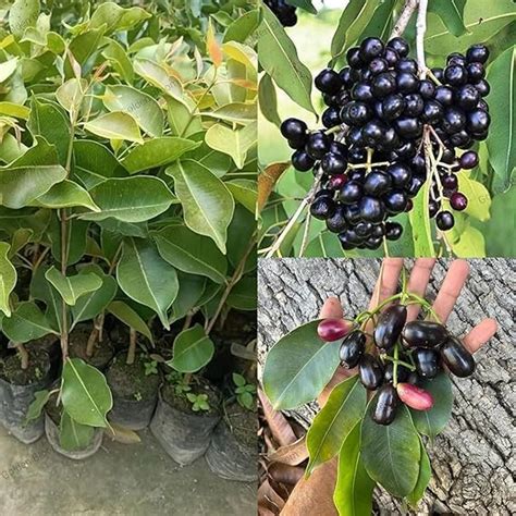 Black Jamun (Syzygium cumini) Jambolan Jam Grafted Fruit Plant (Height ...