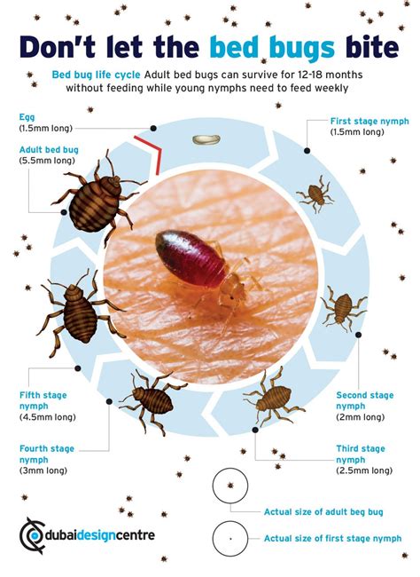 Don’t let the bed bugs bite Infographic | Bed bugs, Bed bug bites, Bed bugs treatment