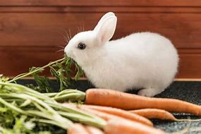 Image result for Baby Bunny Food