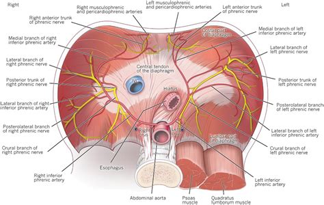 Surgical Diaphragm - Thoracic Surgery Clinics