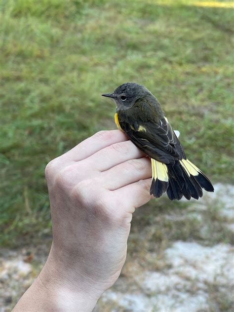 Bird Banding and Walk at Hague Dairy, UF IFAS Dairy Unit, Alachua, 28 ...