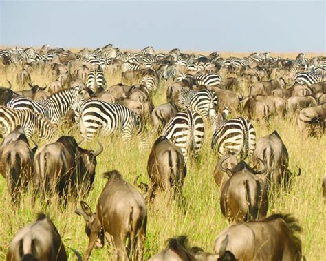 The Great Migration in Masai Mara