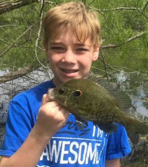 Image result for What Is a Shellcracker Fish