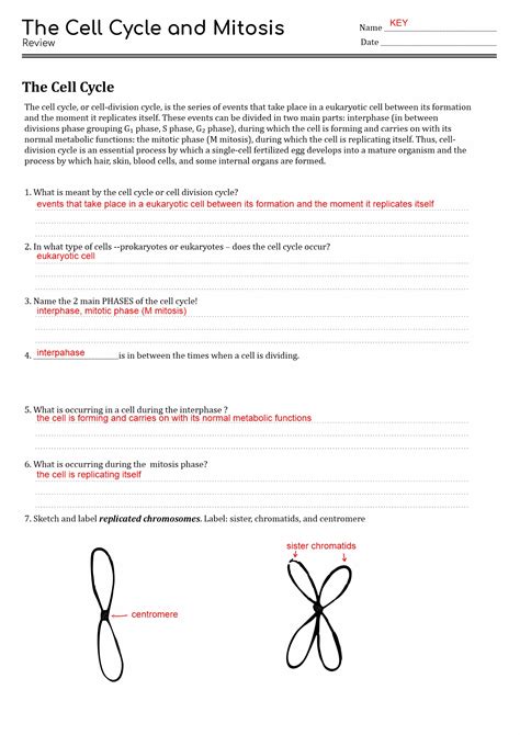 Image result for Cell Cycle Worksheet Answer Key