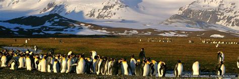 Expedition Voyages - Antarctica Cruise - Norway Cruise - Arctic Cruise