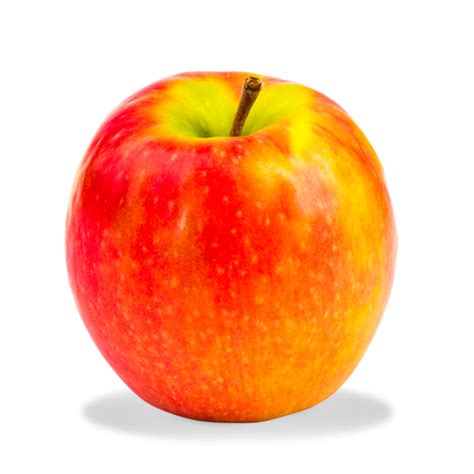 Image result for Apple System.Data