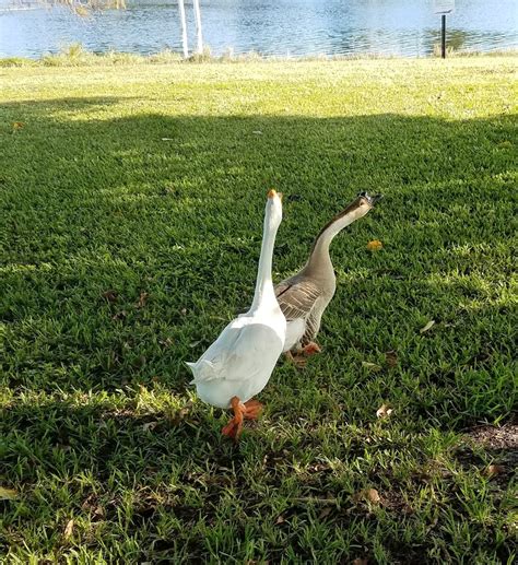 Plantation Heritage Park, 1100 S Fig Tree Ln, Plantation, FL 33317, USA