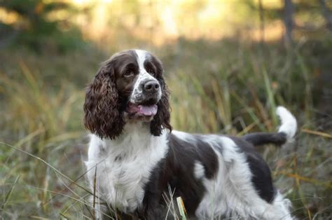 Image result for Springer Spaniel Dogs