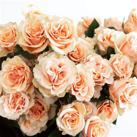 Peach Spray Roses