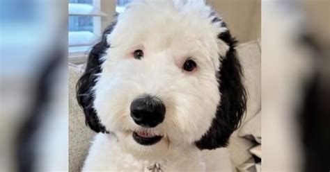 Professional Groomsmen Dancing for Bride 的图像结果