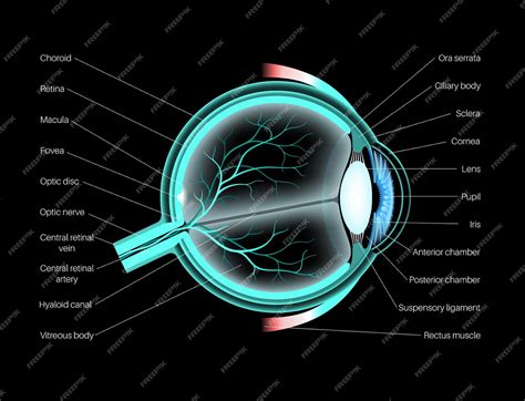 Premium Vector | Eye anatomy Structure of the human eye infographic ...