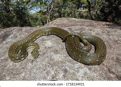 Image result for Australian Diamond Python