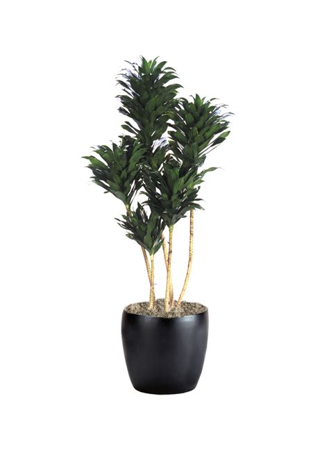 Dracaena Compacta Cane | Phillip's Interior Plants & Displays