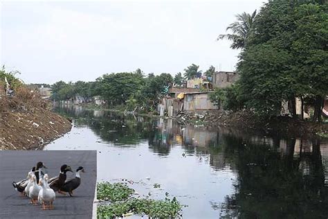 Don’t kill Korattur lake: National Green Tribunal to units