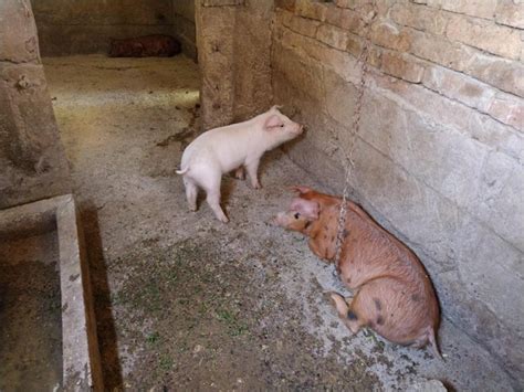 Little pigs in a stable cheerful animals in the barn young pigs for ...