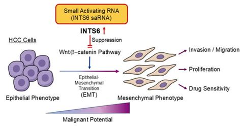 Integrator Complex Subunit 6 Regulates Biological Nature of ...
