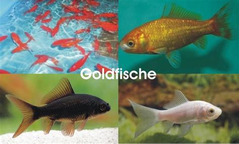Fische Kleinanzeigen | Fische Annoncen | Fische Inserate | Fische ...