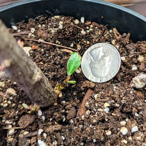 Image result for Ficus Triangularis Variegata Humidity