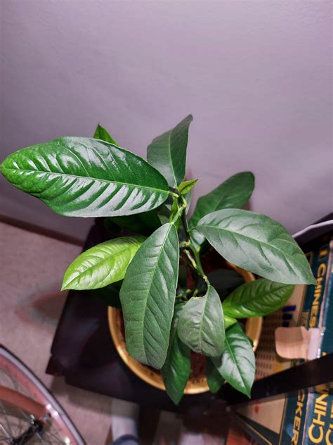 Image result for Lemon Tree Pruning